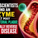 Medical illustration showing arterial plaque buildup inside a blood vessel, red blood cells, and a human heart, highlighting research on an enzyme that may help clear arterial blockages and reduce heart disease risk.