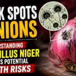 Close-up of a red onion with black fungal spots caused by Aspergillus niger, alongside a magnified microscopic view of the fungus, highlighting potential health risks associated with mold-contaminated onions.