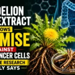 Medical research thumbnail showing dandelion root extract, colon anatomy, cancer cells, and laboratory imagery, highlighting research into the potential effects of dandelion root on colon cancer cells.